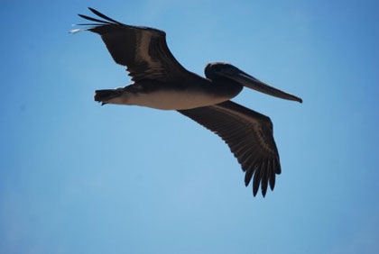 bird.jpg