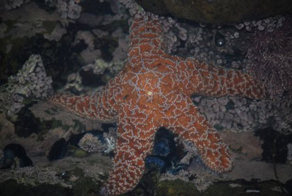starfish.jpg