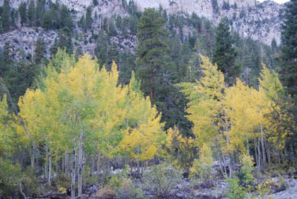 trees.jpg